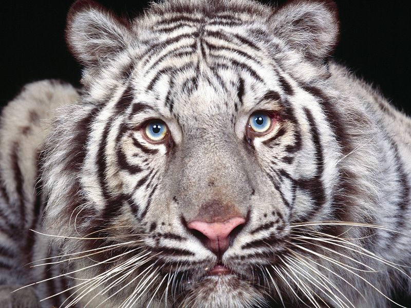 Tiger's Sapphire Surprise