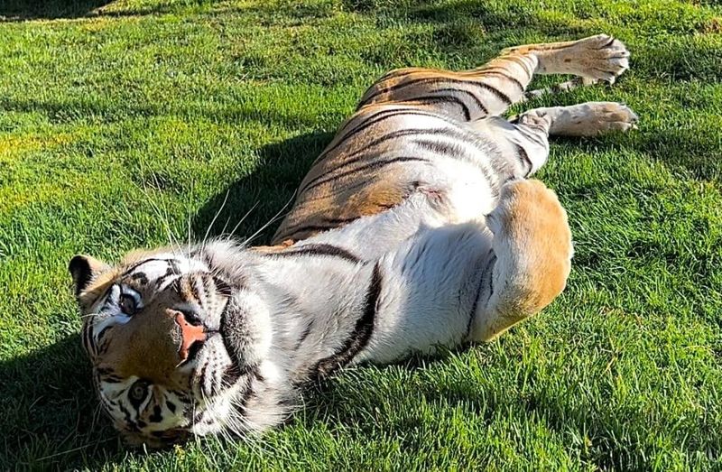 Tiger
