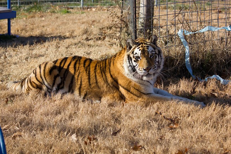 Tigers