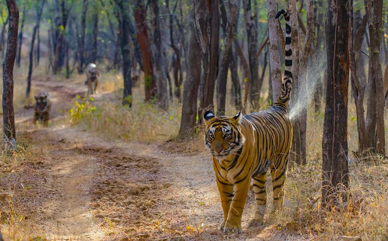 Tigers: Solitary Sentinels
