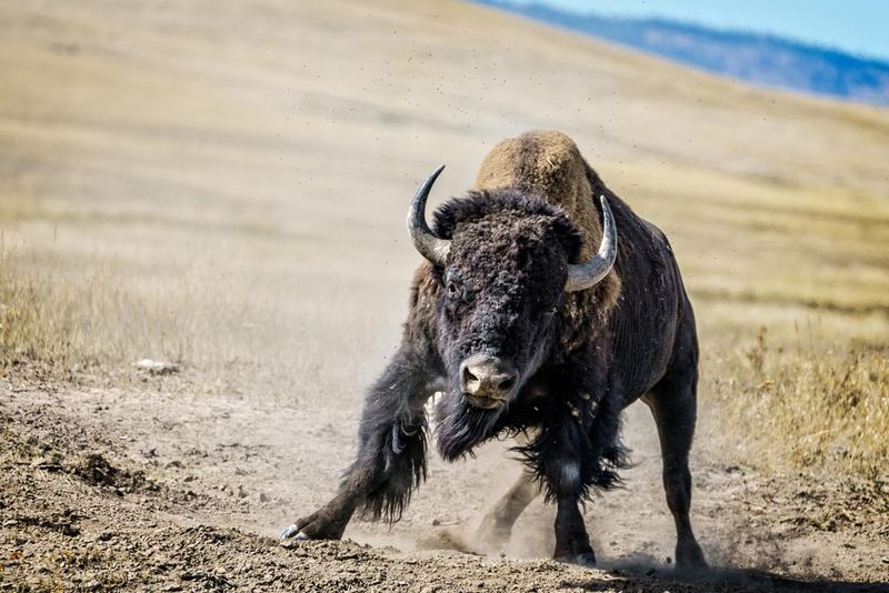 Bison
