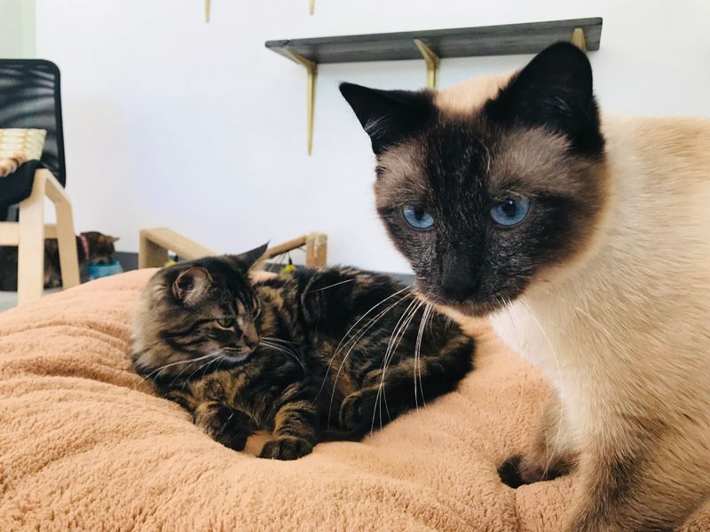 Tinker's Cat Café – Salt Lake City, UT