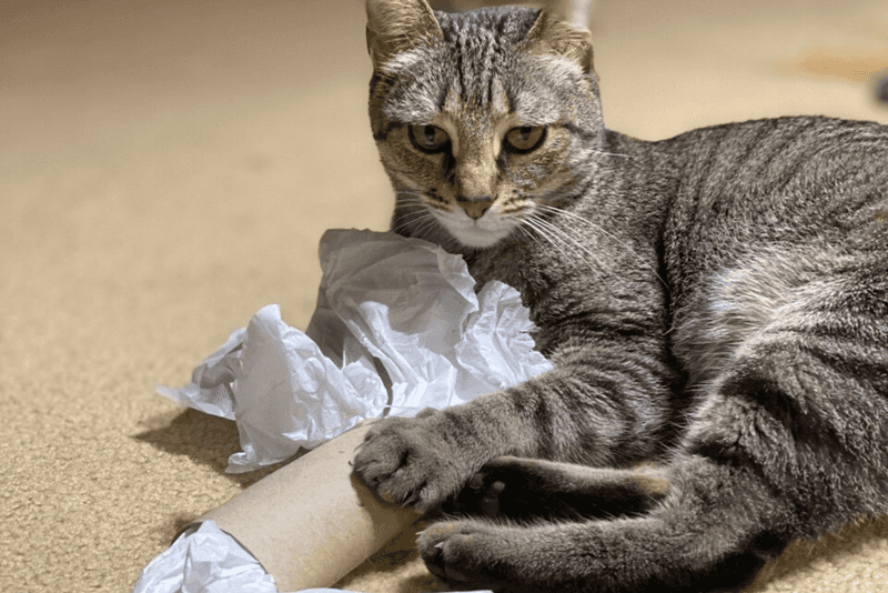 Tissue Box Surprise