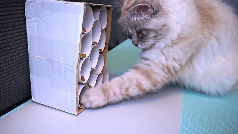 Toilet Paper Roll Puzzle