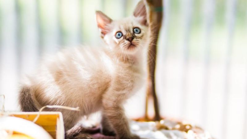 Tonkinese