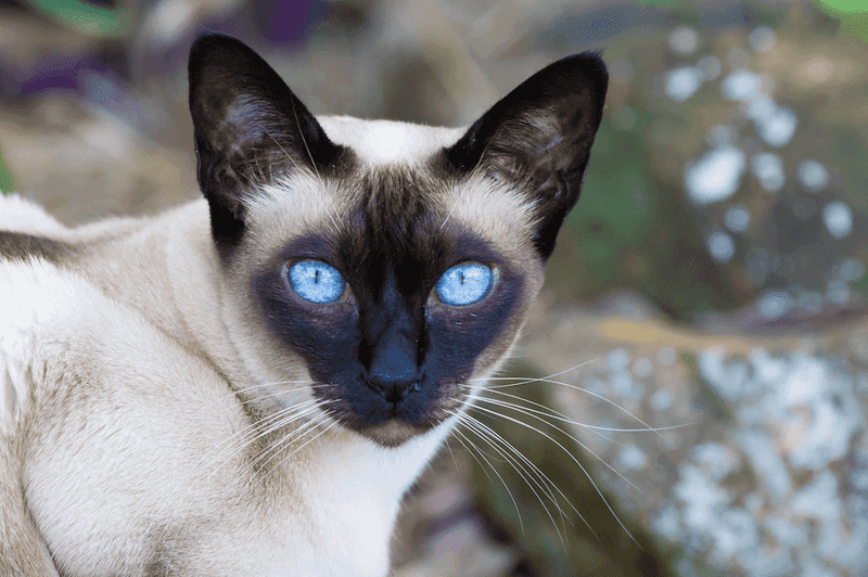 Tonkinese