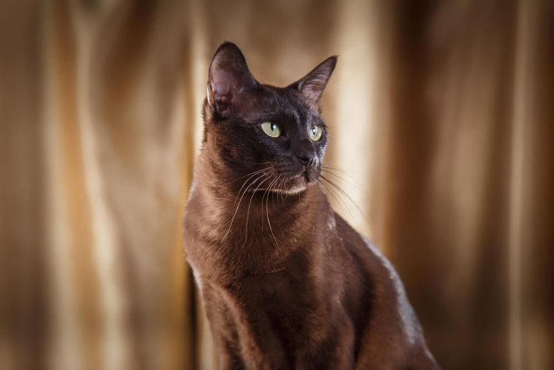 Tonkinese