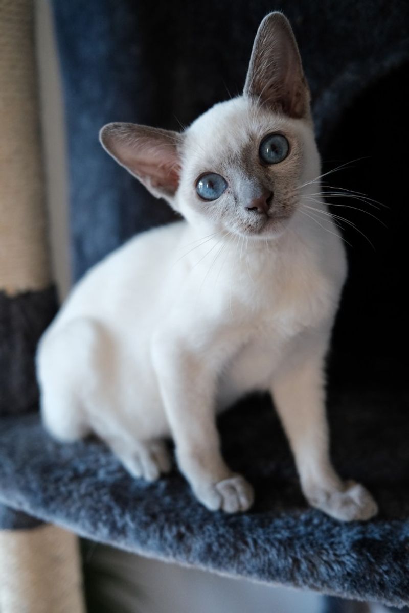 Tonkinese