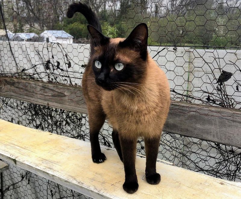 Tonkinese