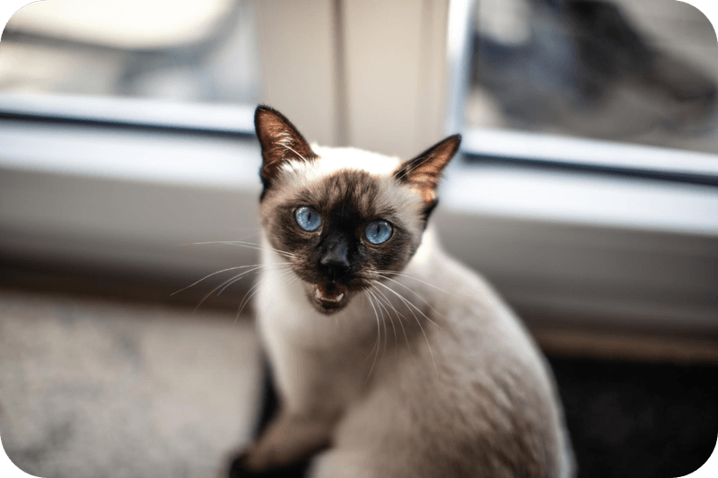 Tonkinese