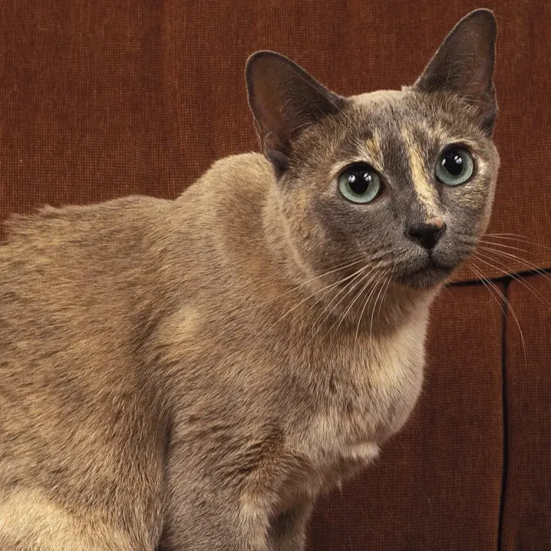 Tonkinese