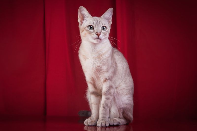Tonkinese