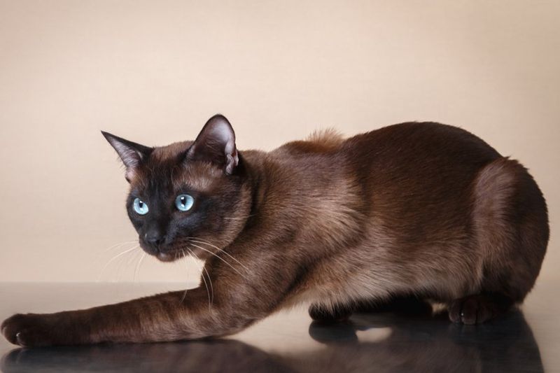 Tonkinese