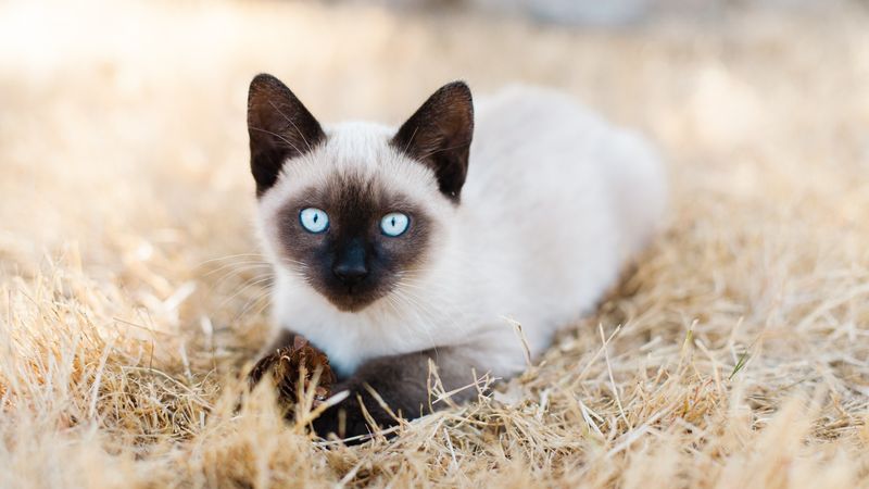 Tonkinese