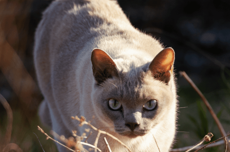 Tonkinese