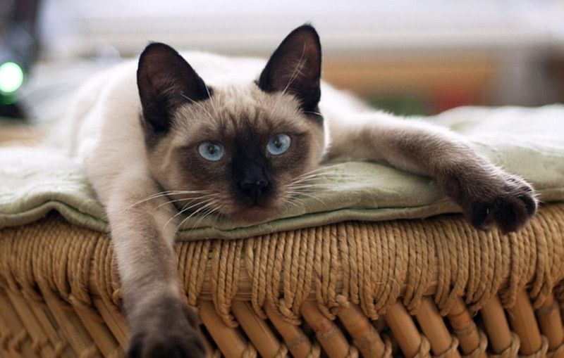 Tonkinese