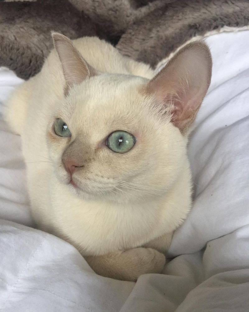 Tonkinese