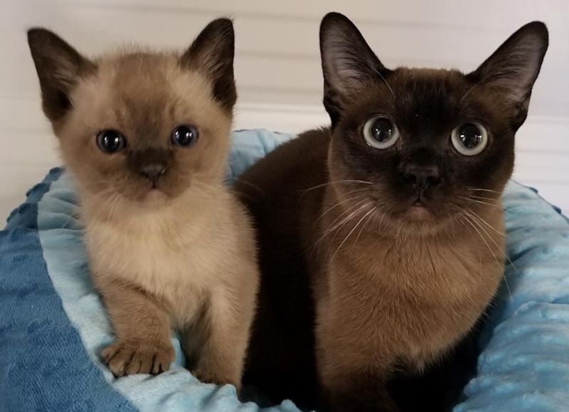 Tonkinese