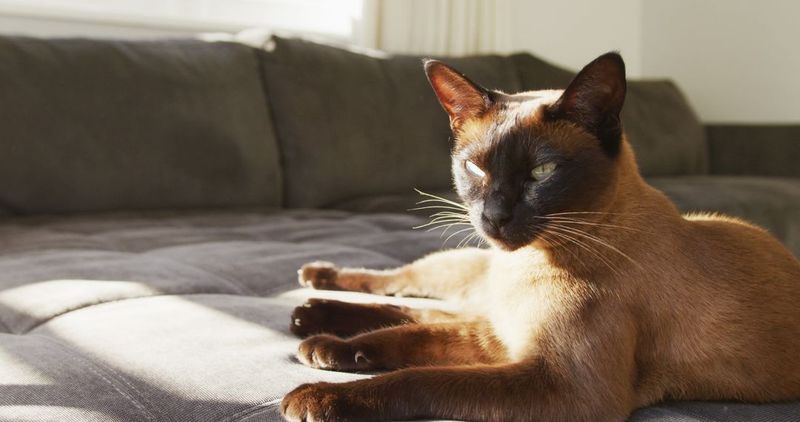 Tonkinese