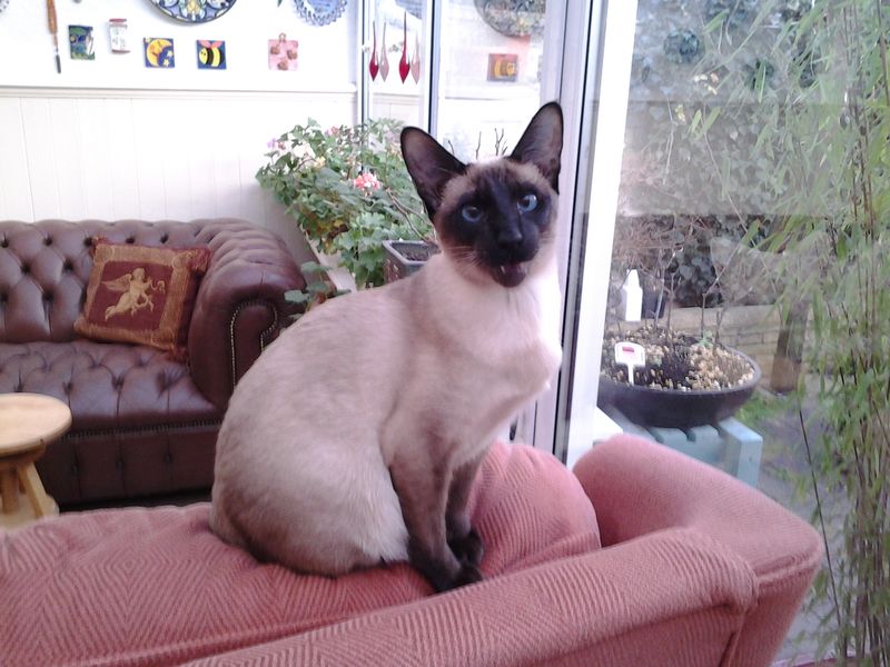 Tonkinese
