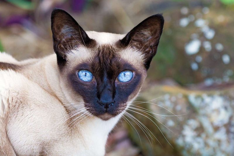 Tonkinese