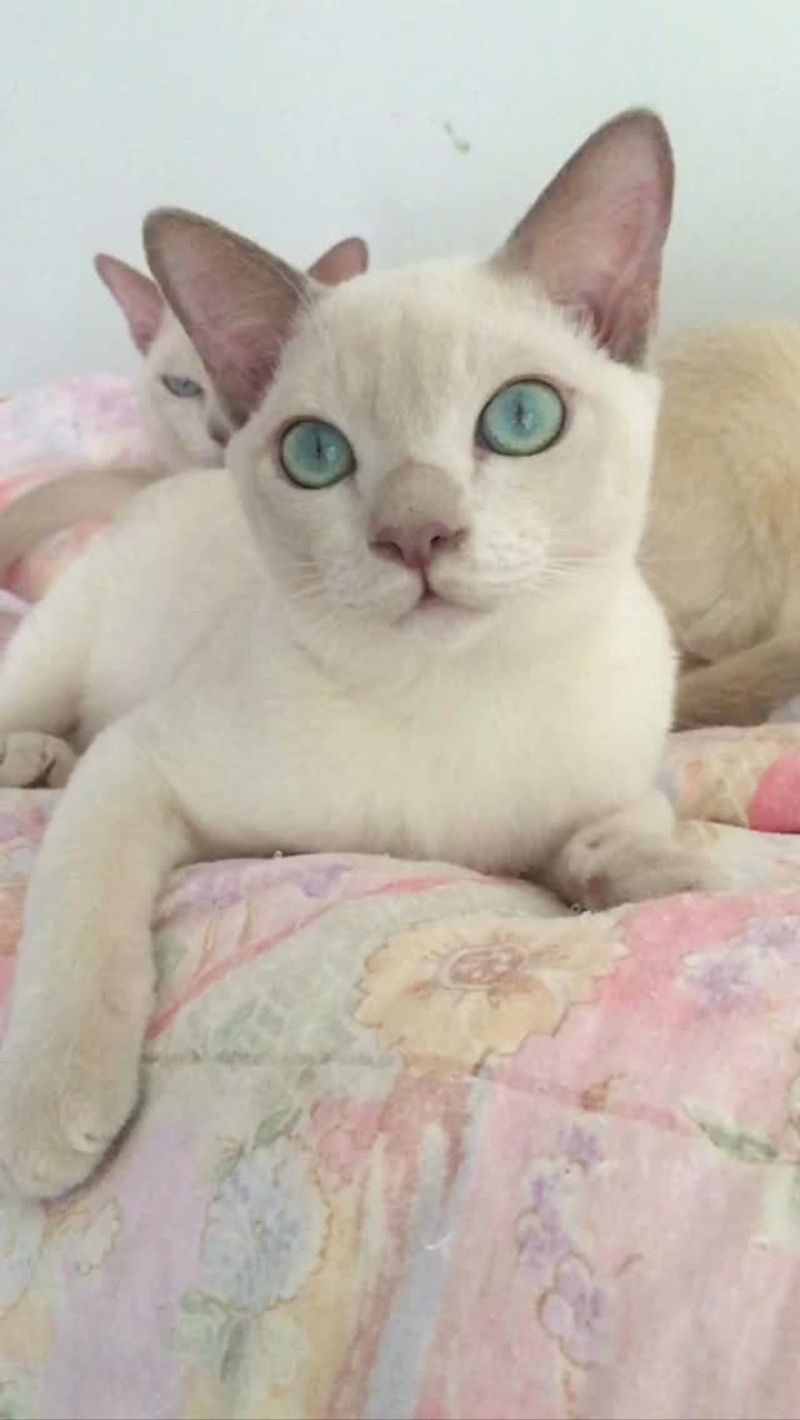 Tonkinese