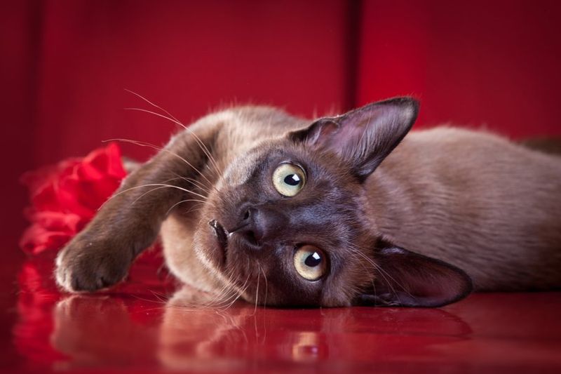 Tonkinese