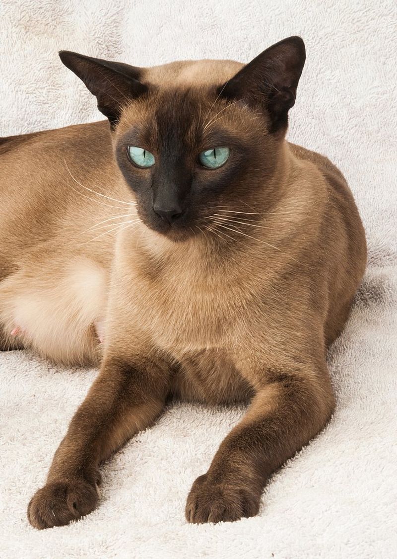 Tonkinese