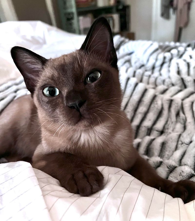 Tonkinese