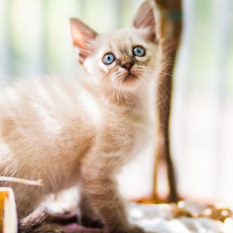 Tonkinese