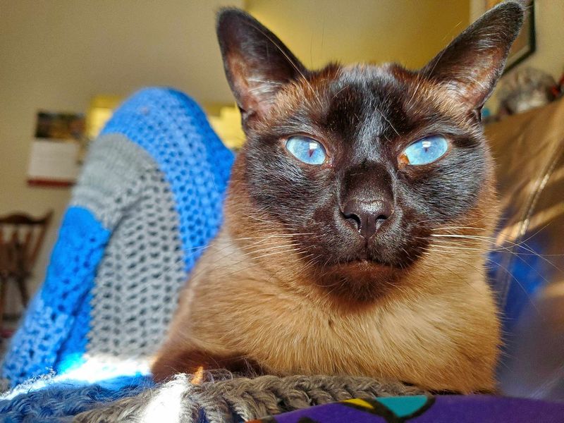 Tonkinese