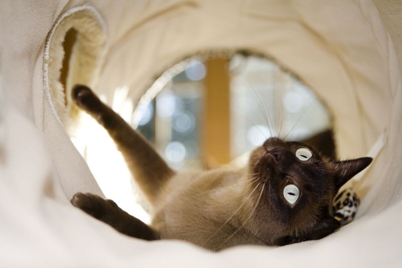 Tonkinese