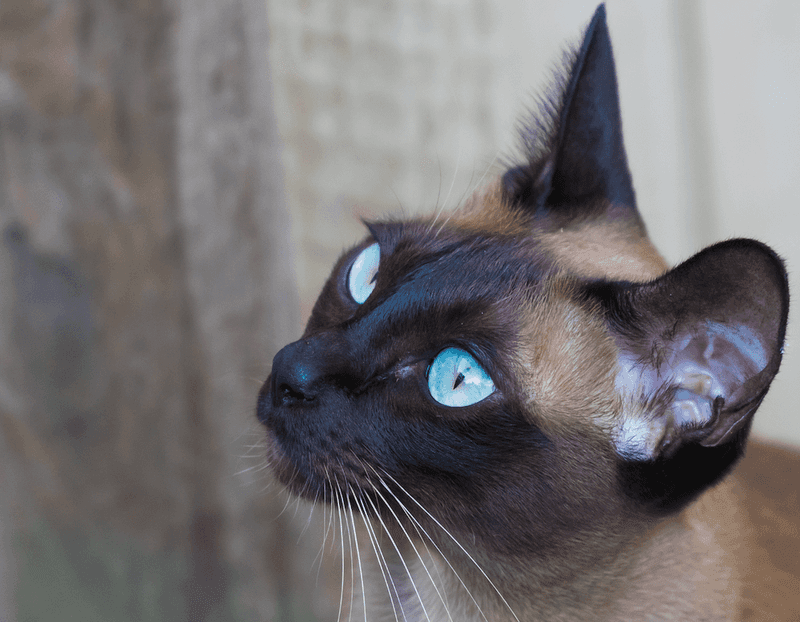 Tonkinese