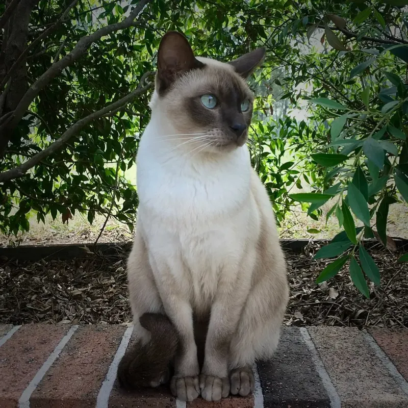 Tonkinese