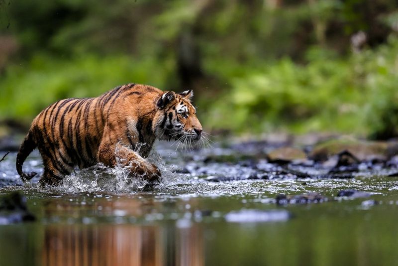 Top of the Food Chain
