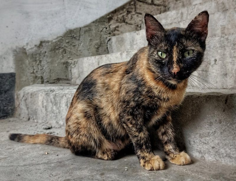 Tortoiseshell