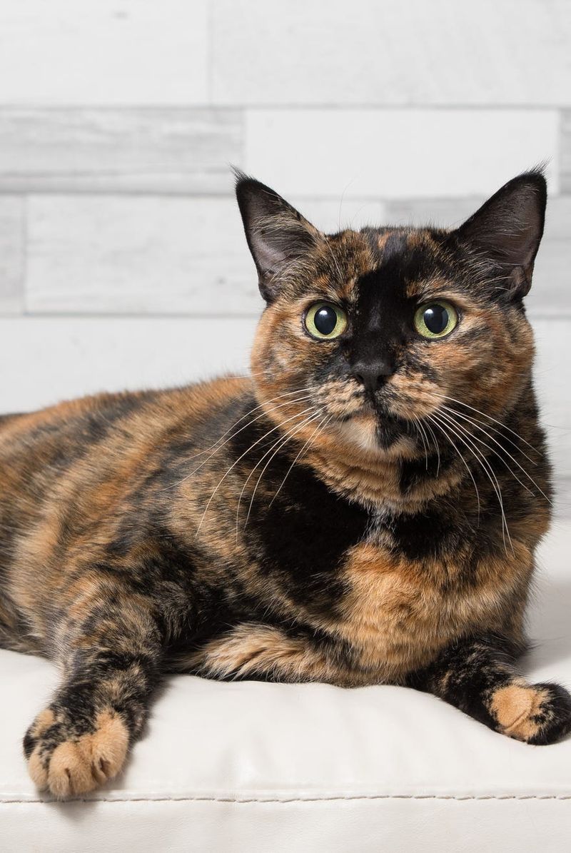 Tortoiseshell