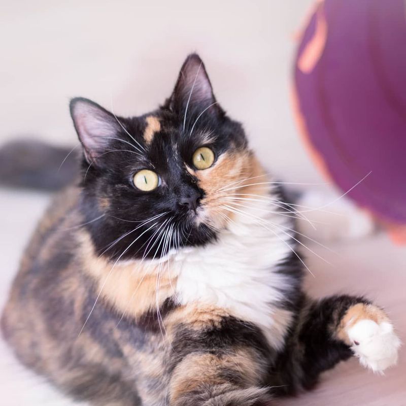 Tortoiseshell