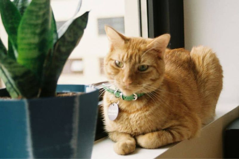 Toxic Houseplants