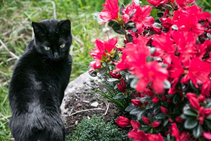 Toxic Plant Exposure