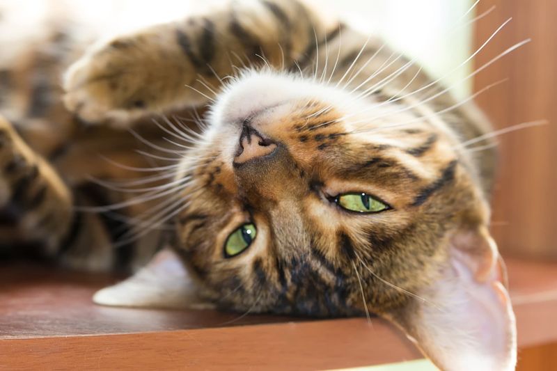 Toyger