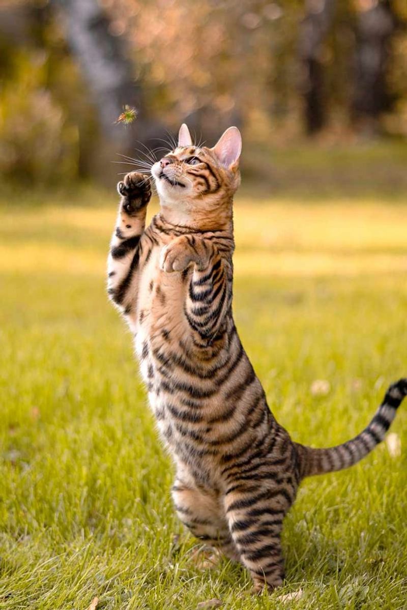 Toyger