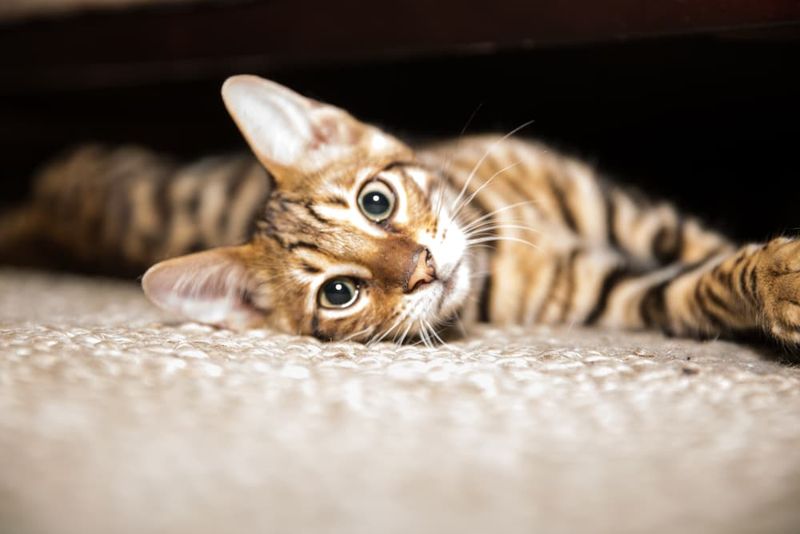 Toyger