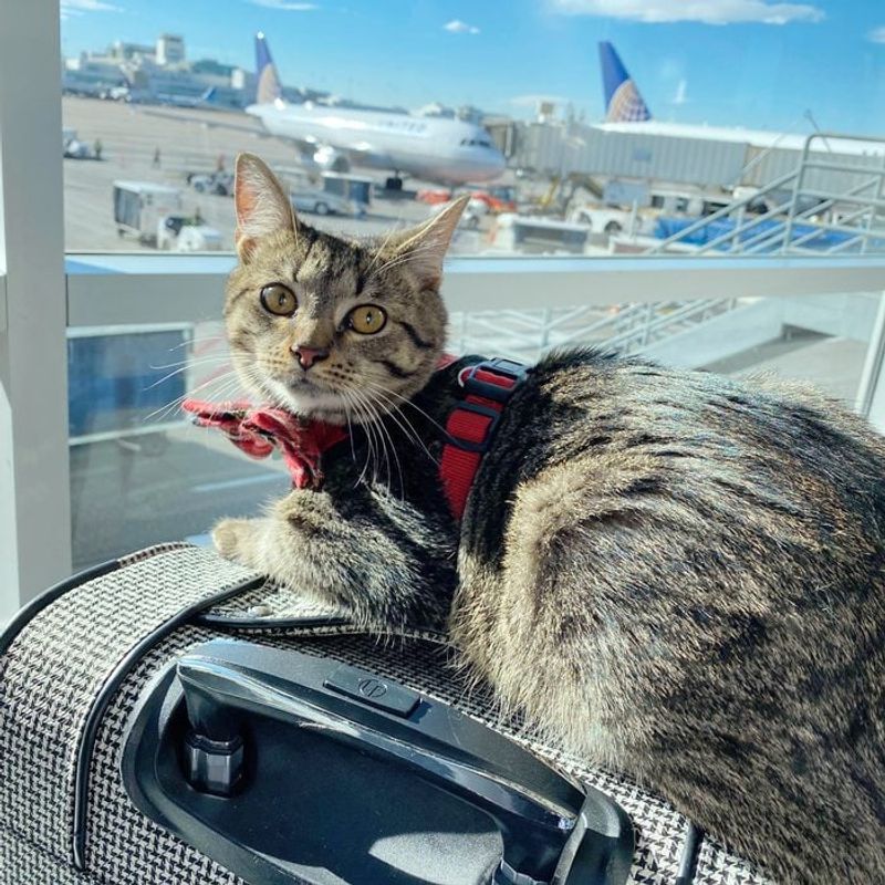 Travel Challenges