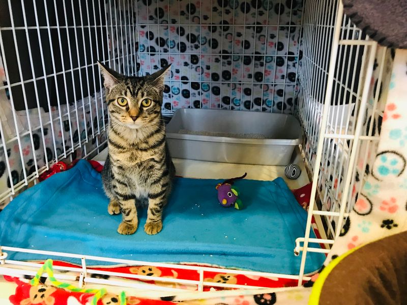 Tree House Humane Society – Chicago, IL