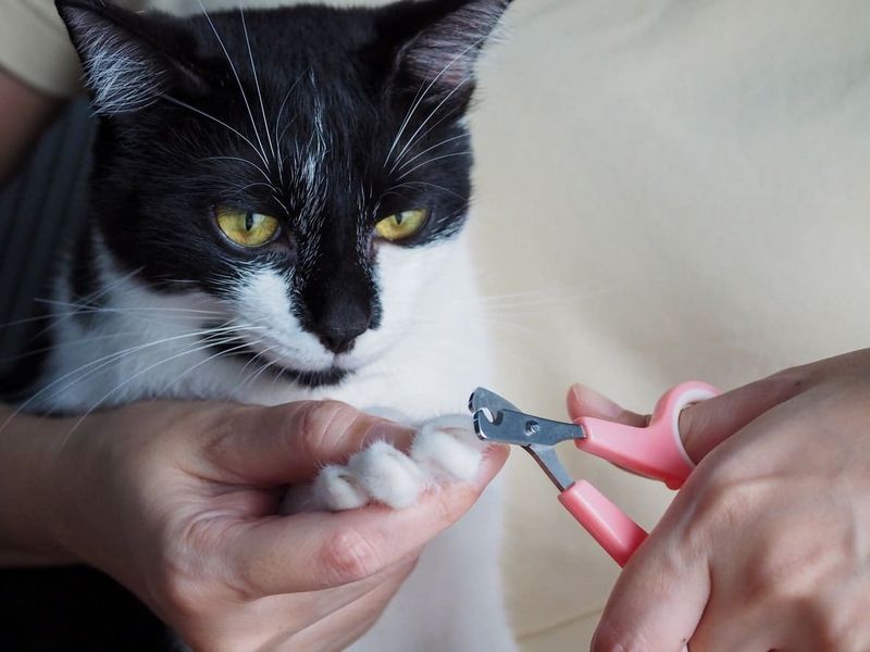 Trim Your Cat's Claws Regularly