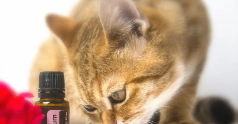 Try Pet-Safe Essential Oils