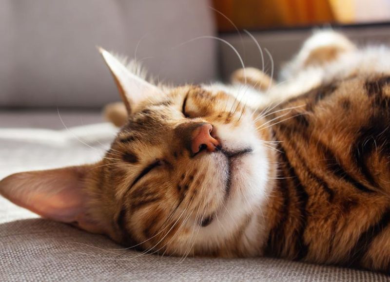 Try Synthetic Feline Pheromones