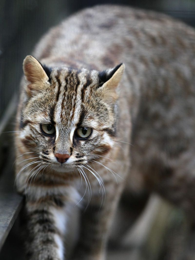 Tsushima Leopard Cat