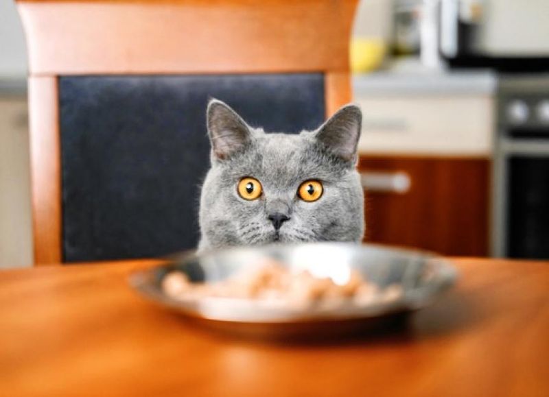 Turkey: A Tasty Holiday Leftover